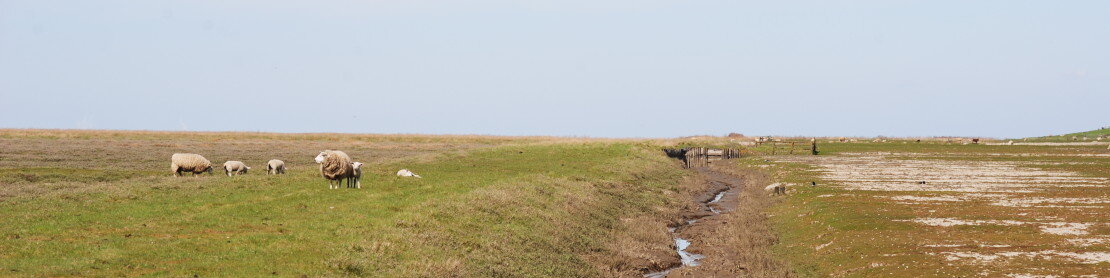 vlf Föhr vlf SH